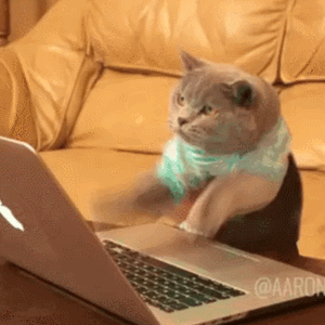 Cat typing fast on laptop computer