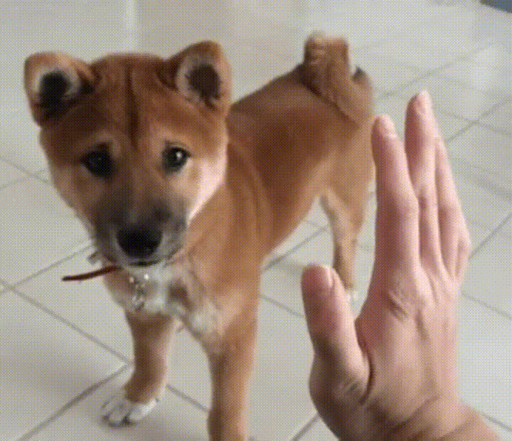 High Five Dog GIF - Find & Share on GIPHY