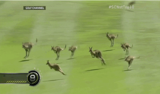 Image result for gif animated jumping kangaroos