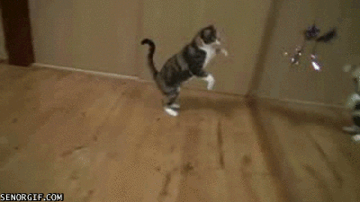 Cat Jumps in Front of a Mirror Cool Cute