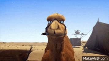 Camel Omg GIF - Find & Share on GIPHY