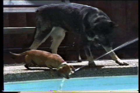 Water Dogs GIF by AFV Pets - Find & Share on GIPHY