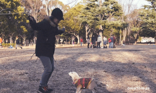 dog japan dogs tokyo jump rope