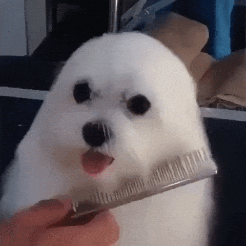 Gif of a happy dog being groomed