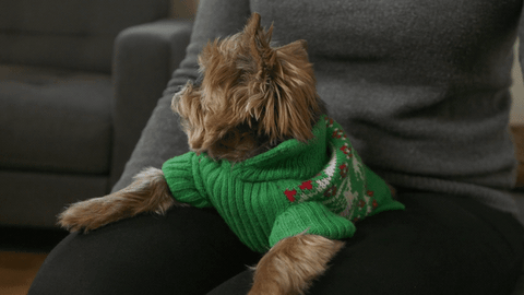 Terrier Attitude