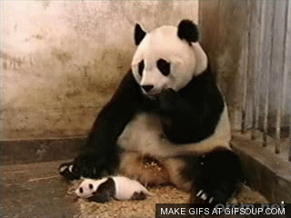 Un bébé panda éternue, cela fait sursauter sa mère