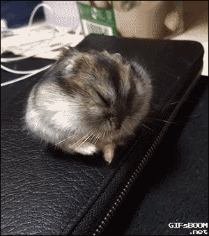 tired sleepy sleep hamster