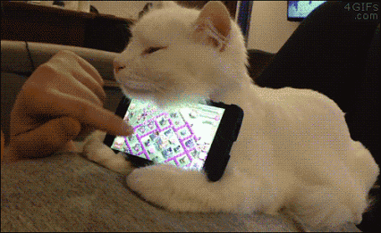 cutest gif find share on giphy