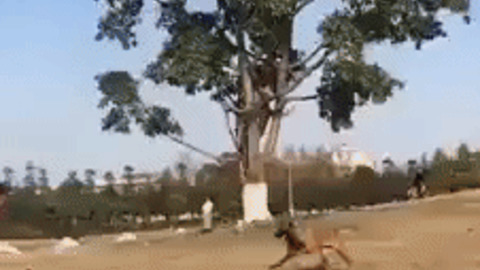 Flying Doggo