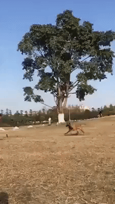 Flying Doggo in animals gifs