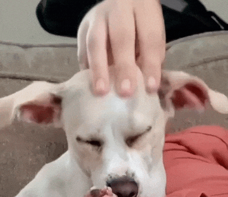 giphy.gif