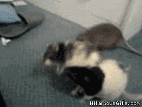 giphy.gif