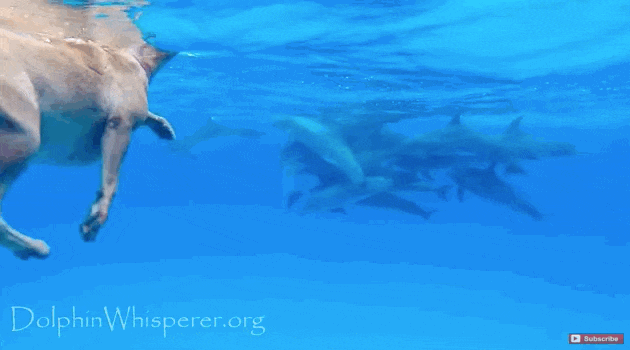 Dolphin GIF - Find &amp; Share on GIPHY