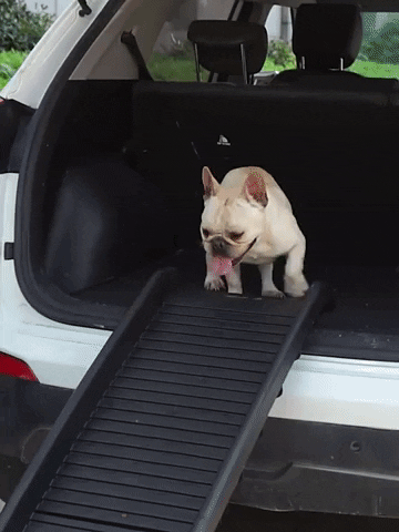 dog coming out of car trunk using pet car ramp