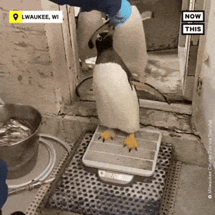 giphy-downsized-large.gif