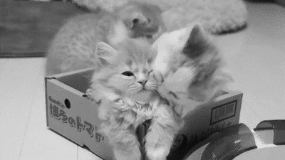 kitty hug gif