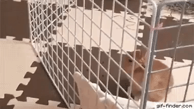 This rabbit is pure fluff in animals gifs