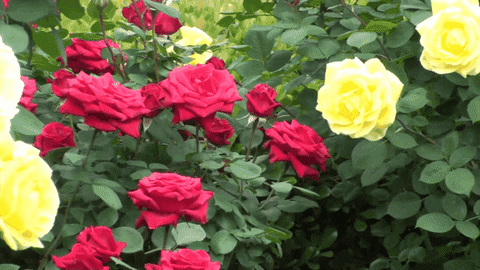 trandafiri gradina comarnic