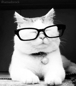 cat with specs