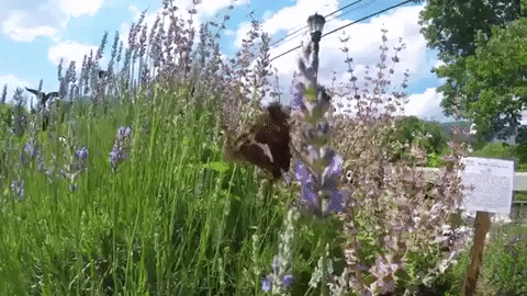 North Carolina pretty gif