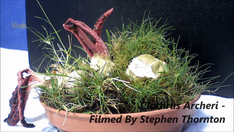 Пальцы дьявола, Антурус Арчера,Clathrus archeri, как растет Антурус Арчера,как растет гриб Пальцы дьявола