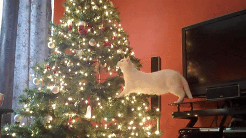 Cómo proteger tu árbol de Navidad contra tu gato | Consejos | Mi Huellita  en el mundo