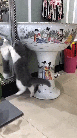 Catto on mission impossible in cat gifs