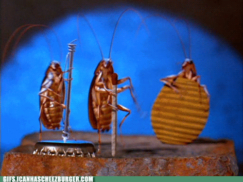 Bugs Cockroach GIF by Cheezburger - Find & Share on GIPHY
