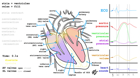 Heart Failure: Background and Pathophysiology — tl;dr pharmacy