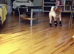 dog with boots on struggling to walk