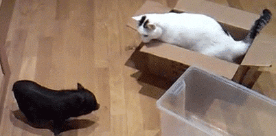 Animals GIFs - Find Share on GIPHY