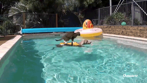Zwemvest hond: Hou je beste maatje zo veilig mogelijk! 1