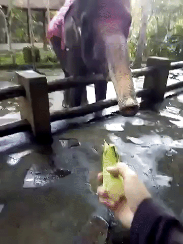 Serasa Hutan Beneran! Ini dia Elephant Park Lombok.