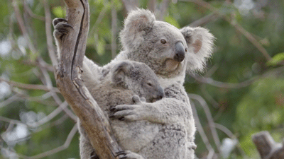 Koala GIF - Find & Share on GIPHY