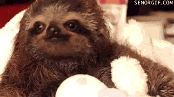 Flowers Sloths GIF by Cheezburger - Find & Share on GIPHY