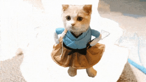 Cute catto in dress