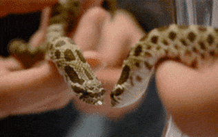 Boa Constrictor GIFs - Find & Share on GIPHY