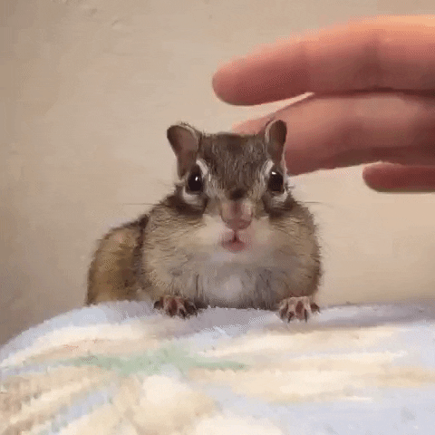 chipmunk gif chipmunk gif