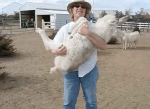 https://media.giphy.com/media/oekSF7igm4s9y/giphy.gif