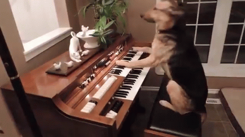 music dogs