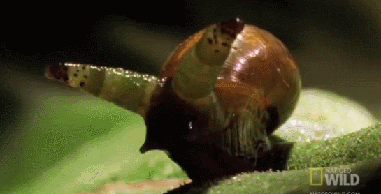 Psychedelic Zombie Snail Shows Why Nature Is Terrifying Not For The Squeamish Tigerdroppings Com