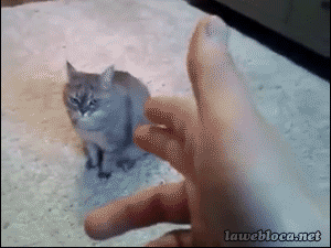 Lazy CAt Acting in funny gifs