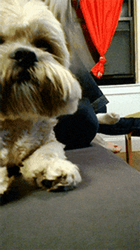 Prepare For Take Off Shih Tzu GIF - Find & Share on GIPHY