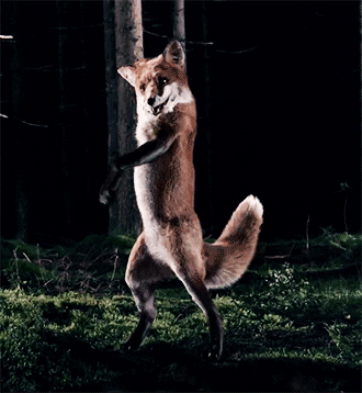 fox animated GIF 