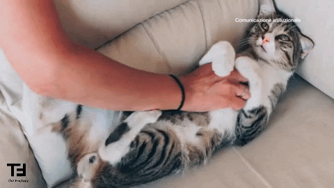 giphy.gif