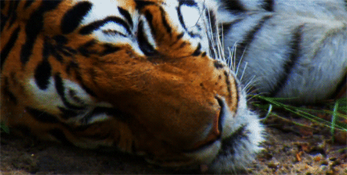 tiger clipart gif - photo #16