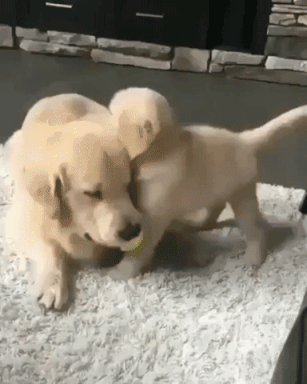 Mommy Dog and Puppy Play Wrestle Golden Retriever