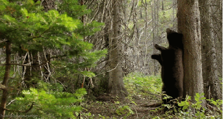 bear tree forest spot scratch