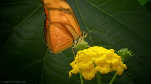 Kingdom Of Plants Butterfly GIF by Head Like an Orange