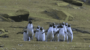 Imagem de pinguins andando todos juntos na mesma direção